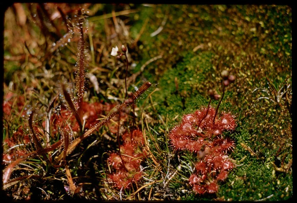 Dwarf sun dew (D. Pygmaea) and D. binata