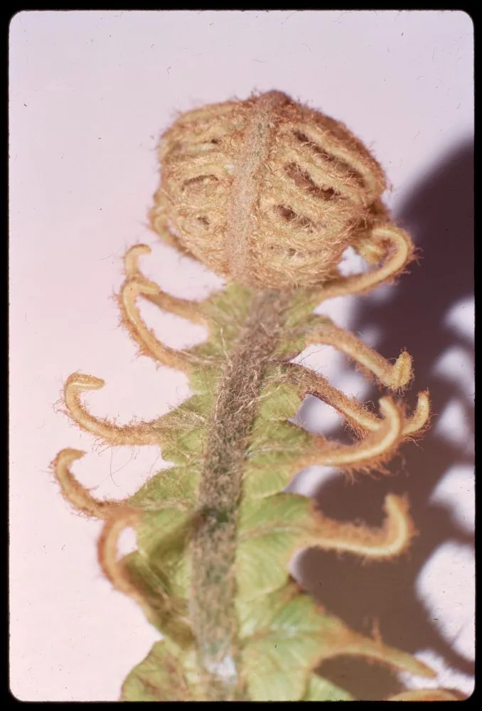 Unfurling fern frond