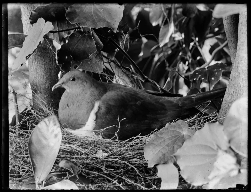 Wood pidgeon / Kereru