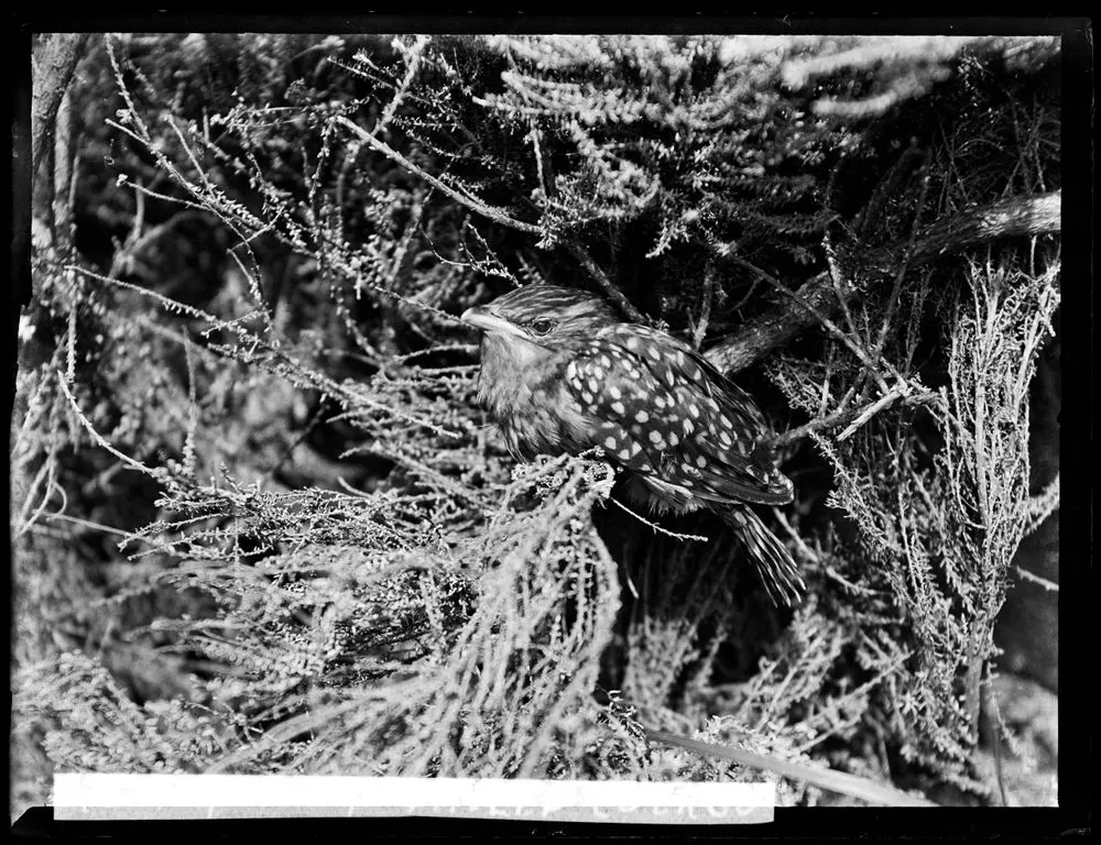 Young long-tailed cuckoo
