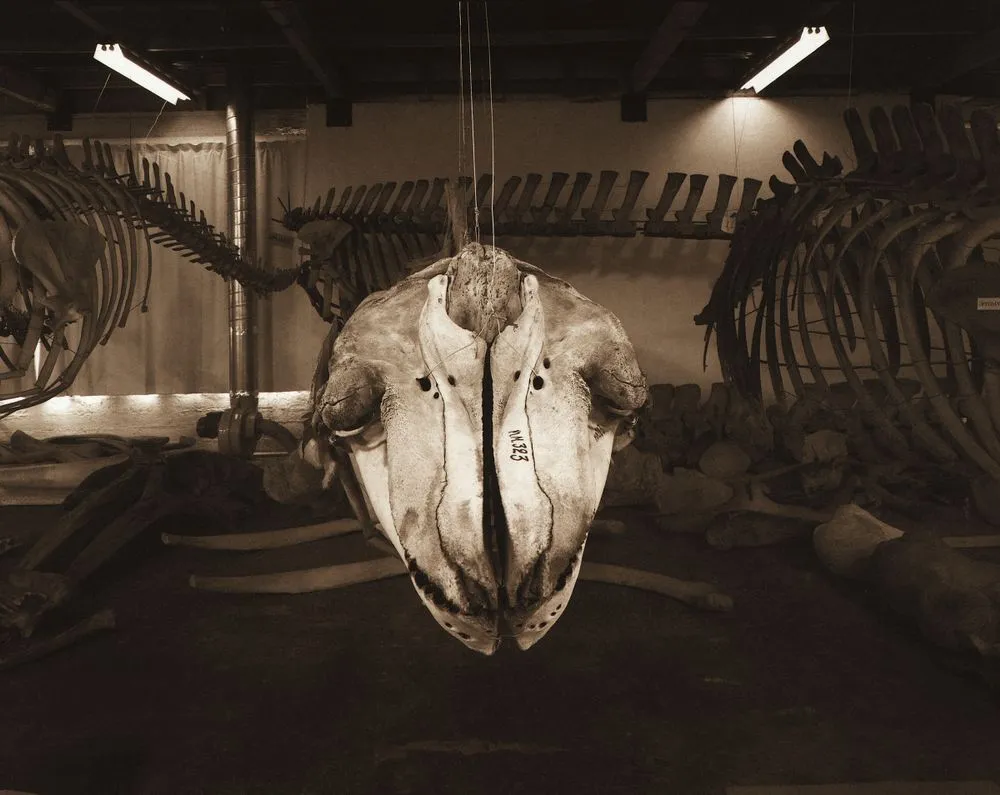 Orca skull, Taranaki St., Wellington, 4 October 1995