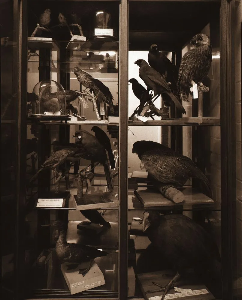 Rare and extinct birds case