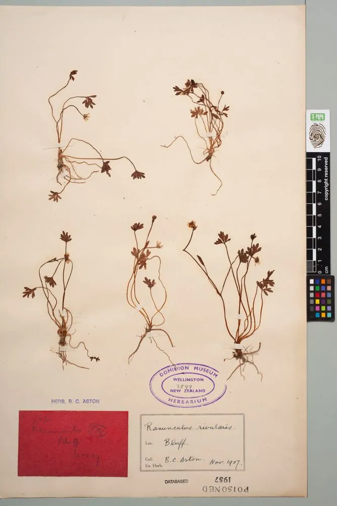 waoriki, Ranunculus amphitrichus Colenso