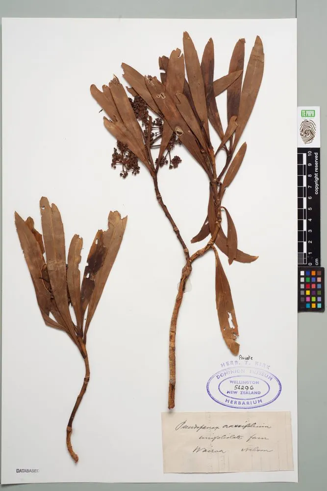 lancewood, Pseudopanax crassifolius (Sol. ex A.Cunn.) K.Koch
