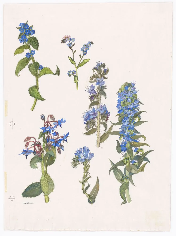 Watercolour illustration of the borage/forget-me-not (Boraginaceae) family flowers, Plate 12 from 'Wild Flowers in New Zealand'