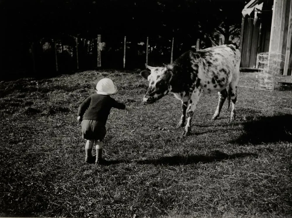 Clyde giving Bess hay