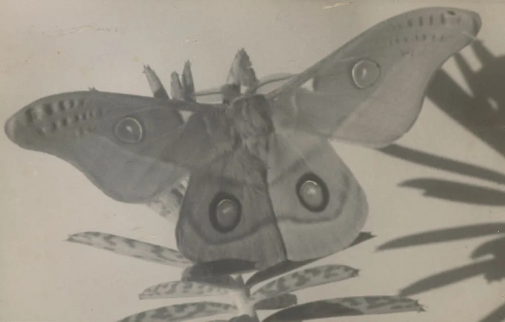 [Gum Emperor moth]. From the portfolio: Birth of a Beauty: The Hatching of the Emperor Gum Moth Antheraea eucalypti