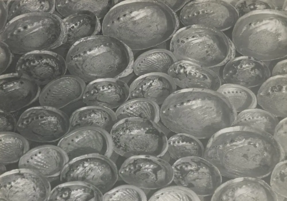 Untitled (Paua shells). From the portfolio: With Eyes and Heart