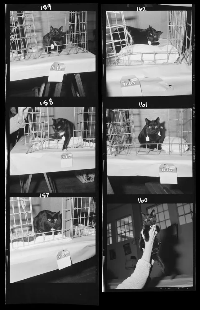 Cats; inscribed 'Wellington Cat Show'