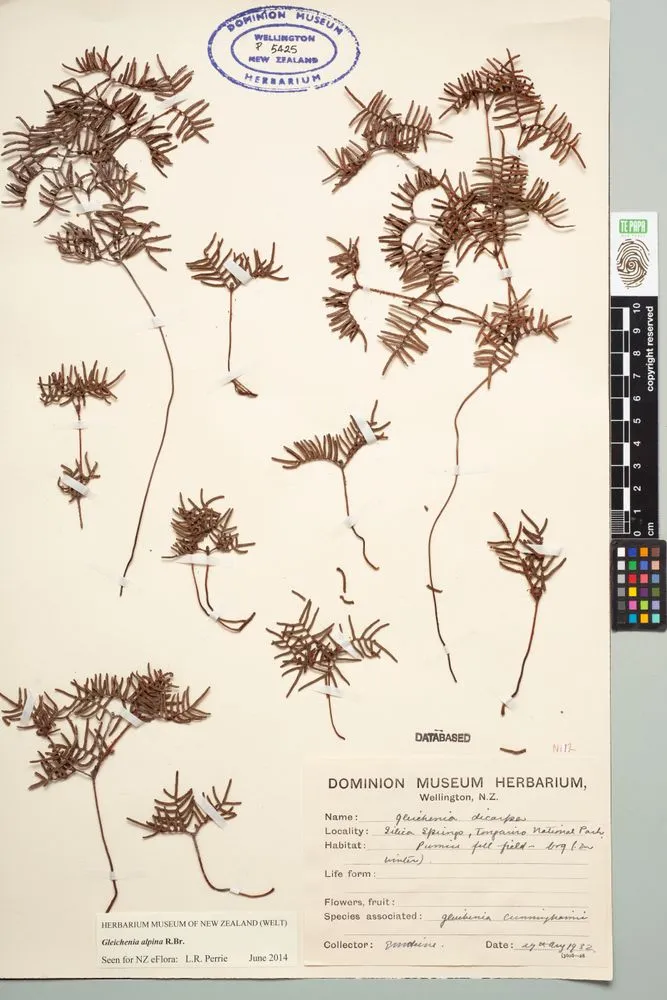 alpine tangle fern, Gleichenia alpina R.Br.