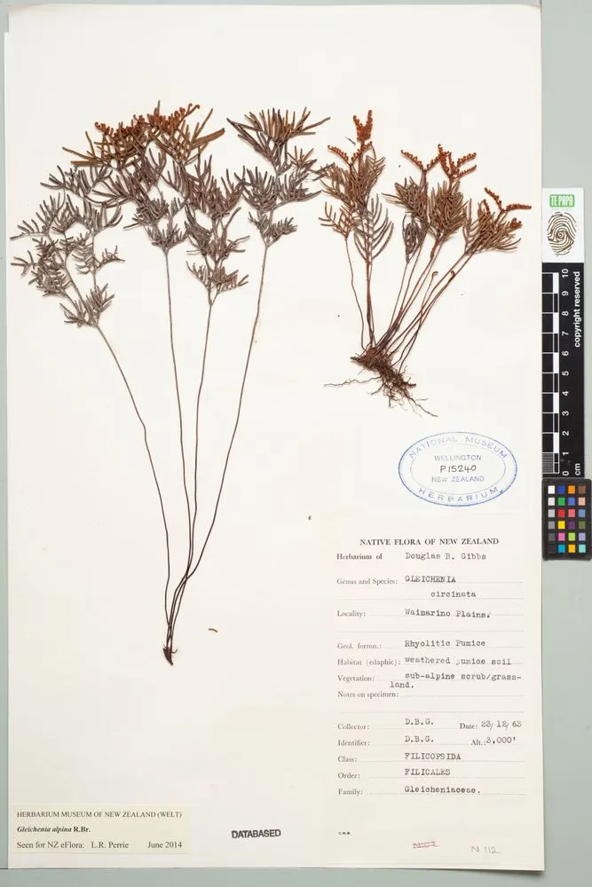alpine tangle fern, Gleichenia alpina R.Br.