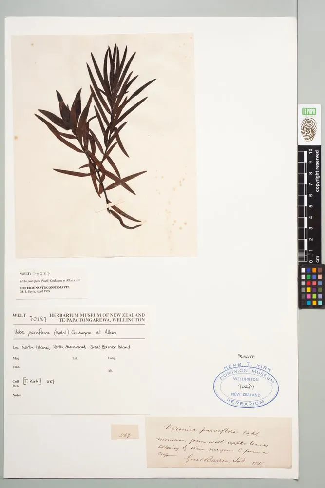 Veronica parviflora Vahl