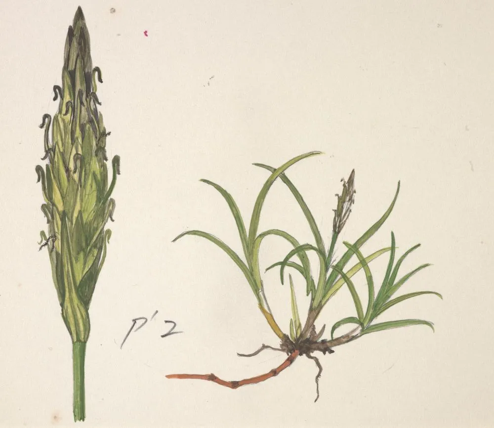 Cyperaceae - Uncinia viridis