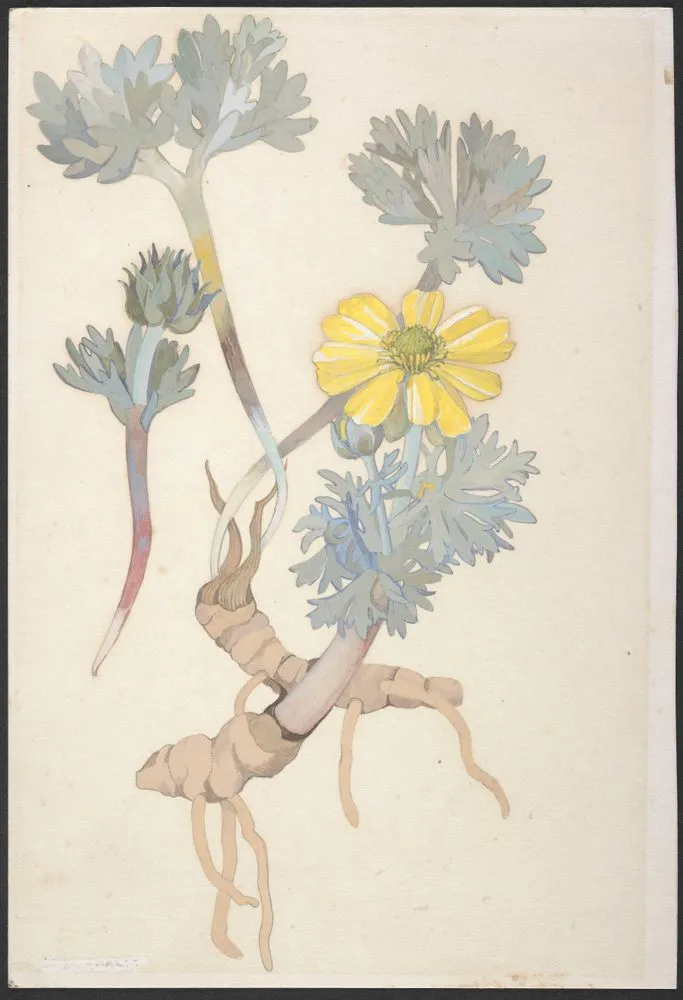 Ranunculaceae - unnamed specimen