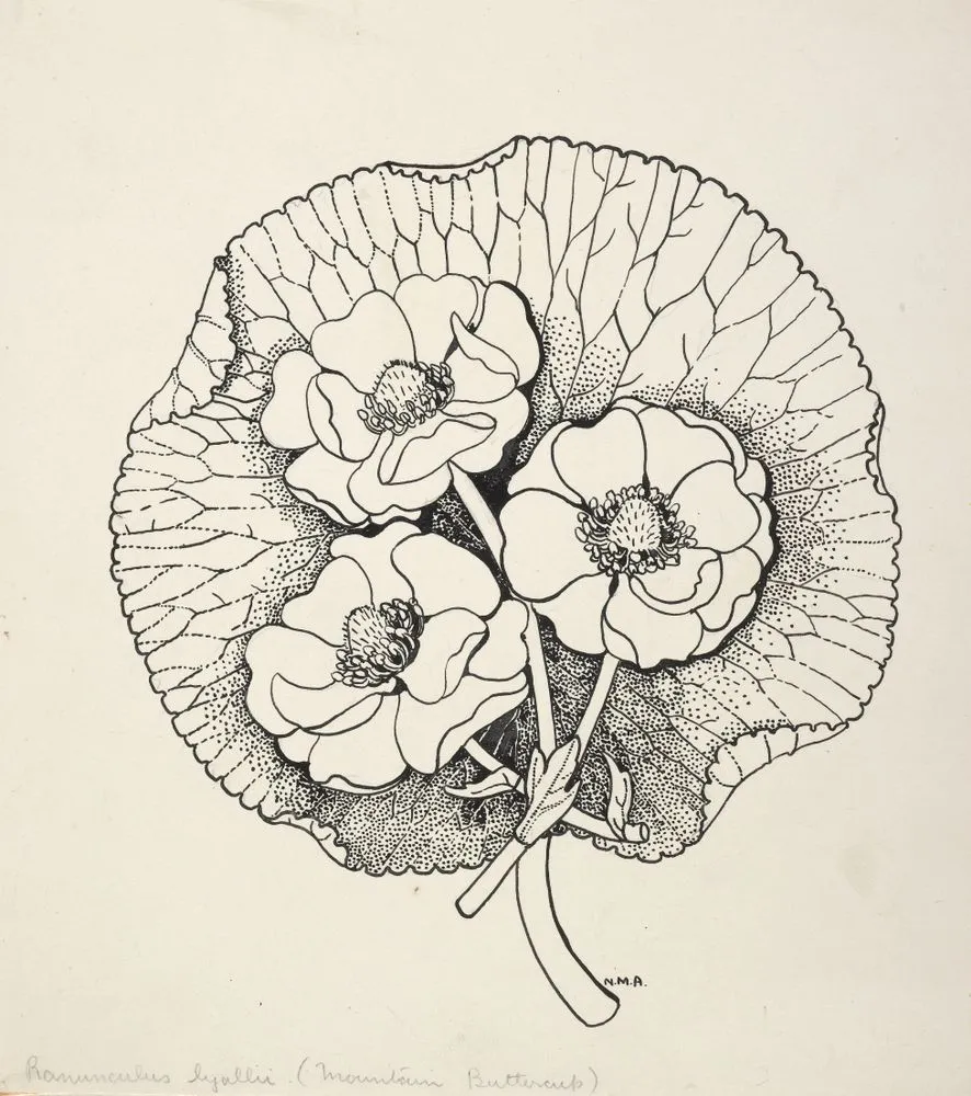 Ranunculaceae - Runuculus lyalli