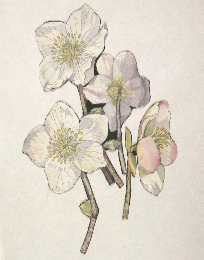 Ranunculaceae - Helleborus niger