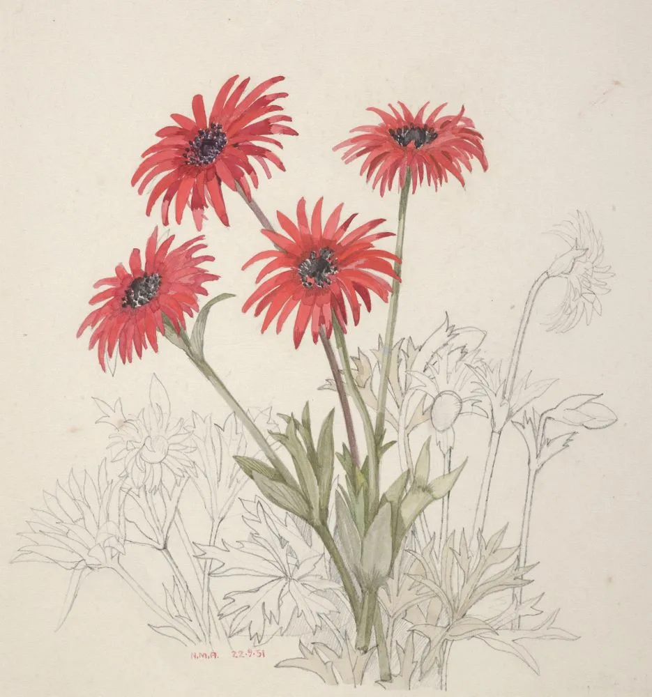 Ranunculaceae - Anemone fulgens