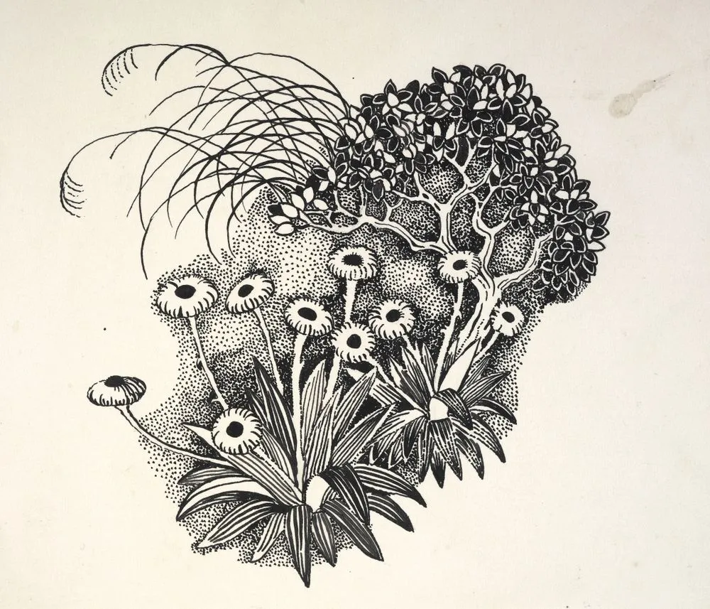 Asteraceae - Celmisia coriacea