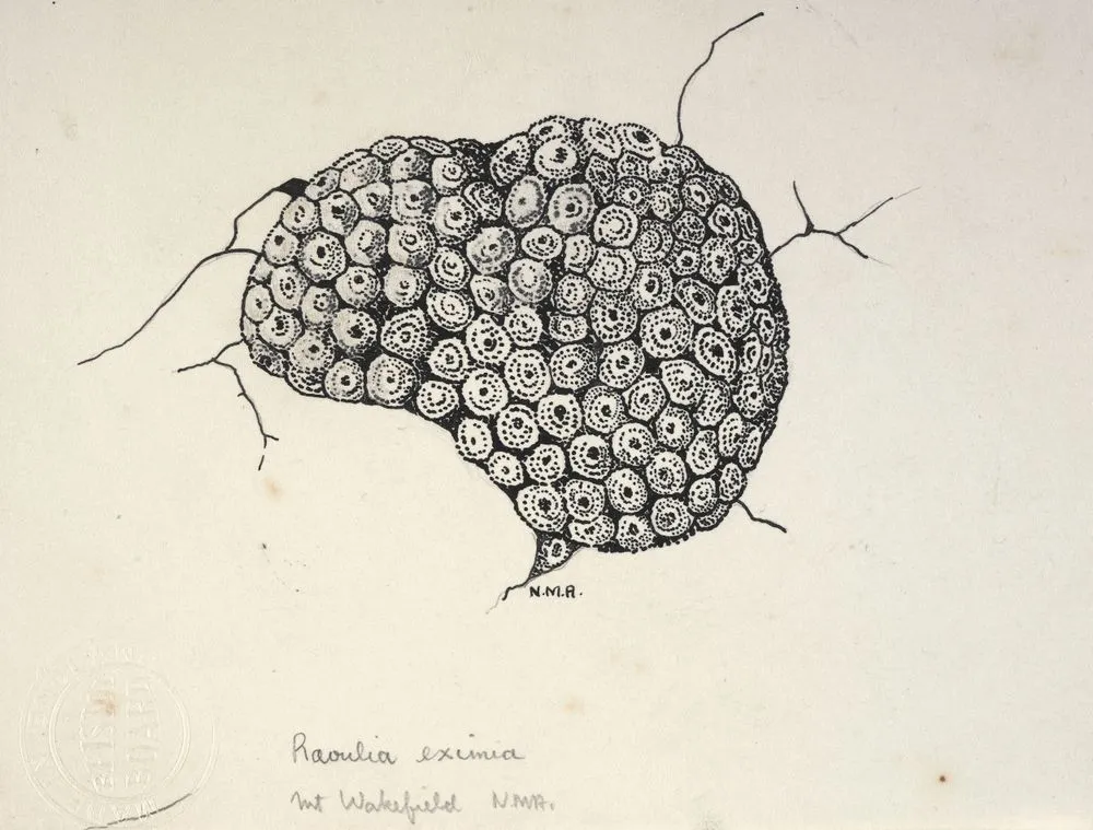 Asteraceae - Raoulia eximia