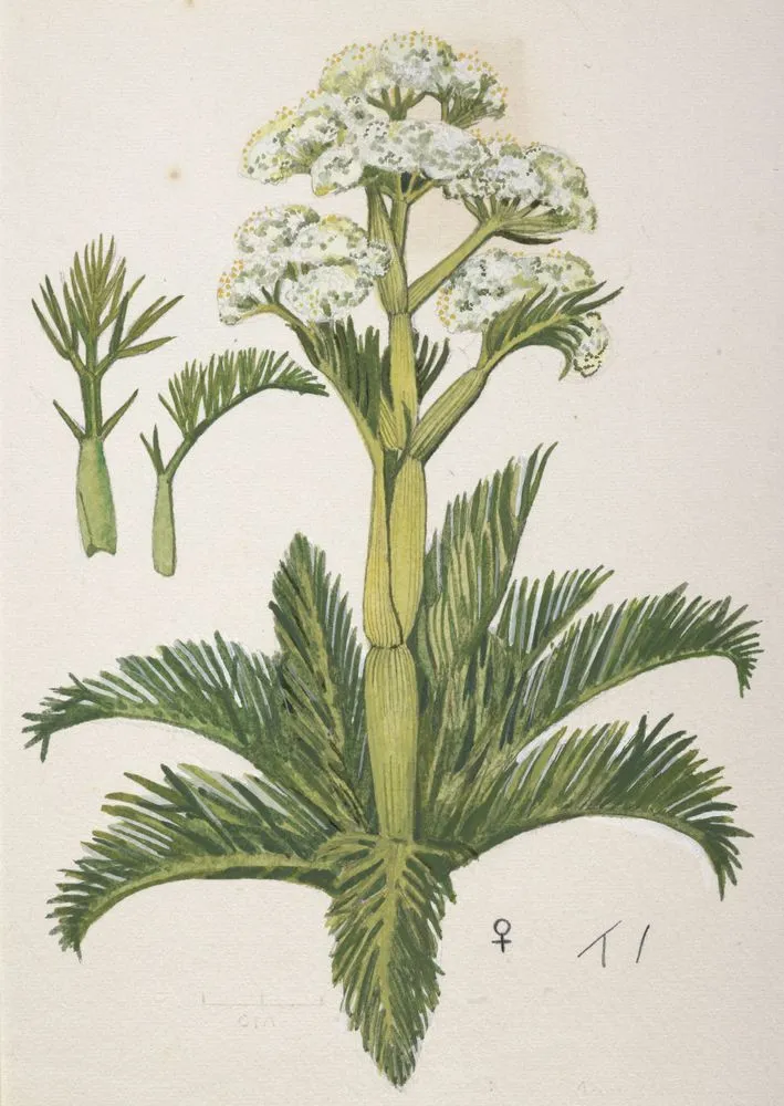 Apiaceae - Aciphylla dissecta