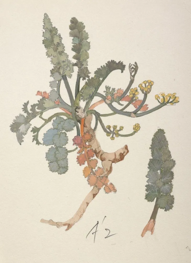 Apiaceae - Gingidia enysii