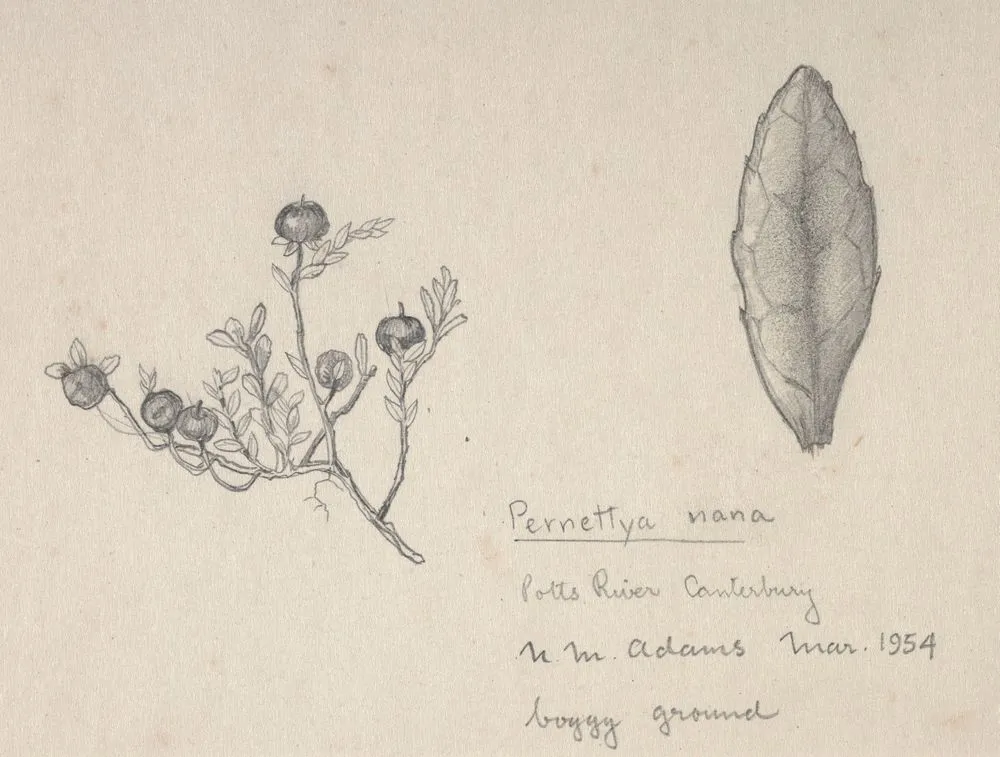Ericaceae - Pernettya nana
