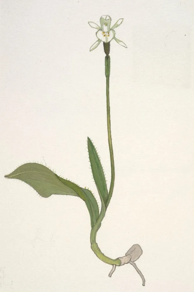 Orchidaceae - Aporostylis bifolia