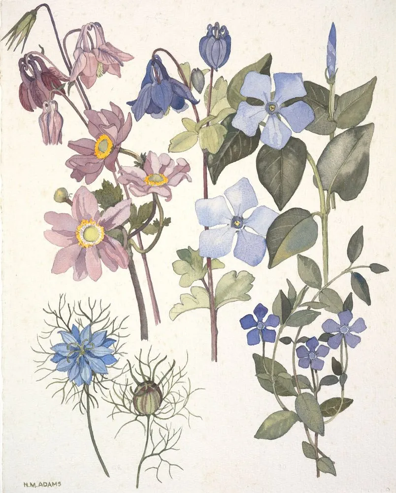 Watercolour illustration of the buttercup (Ranunculaceae) and dogbane/milkweed (Apocynaceae) family flowers, Plate 7 from 'Wild Flowers in New Zealand'