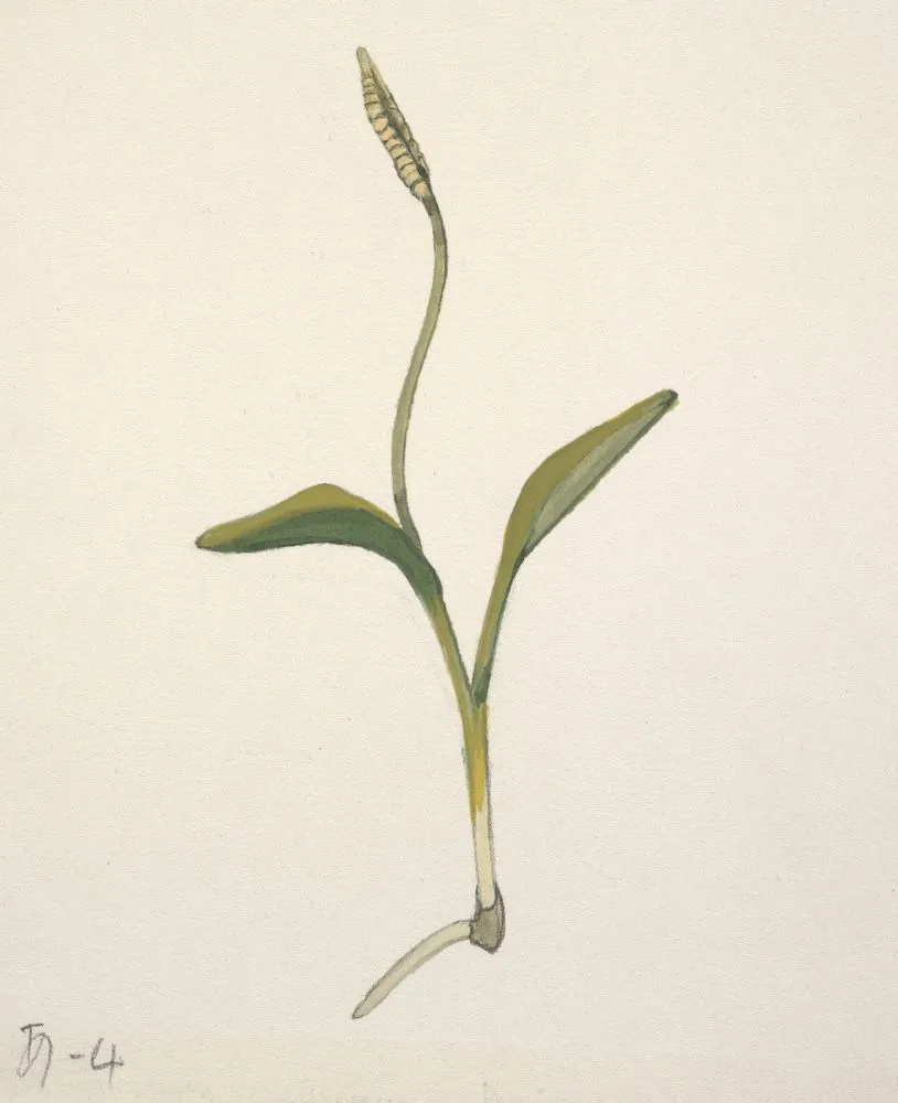 Ophioglossaceae - Ophioglossum coriaceum