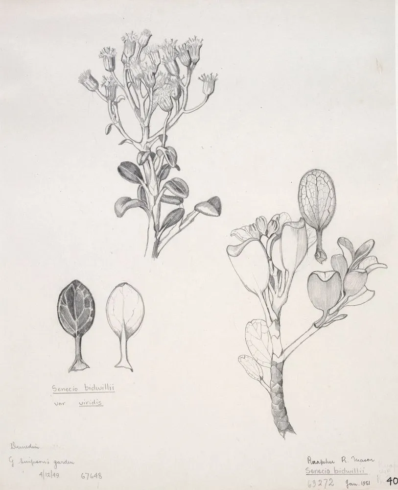 Asteraceae - Senecio bidwillii & S. bidwillii var. viridis