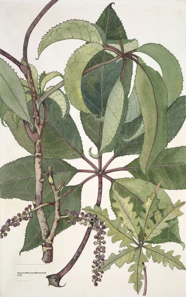 Araliaceae - Schefflera digitata