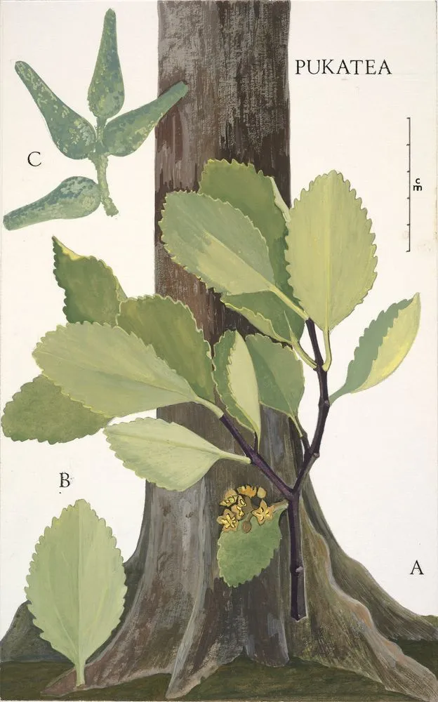 Watercolour illustration of pukatea (Laurelia novae-zelandiae), Plate 11 in 'New Zealand Native Trees'.