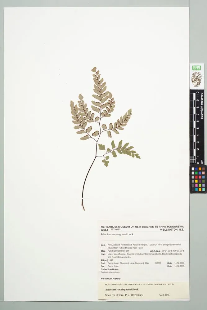 Cunningham's maidenhair, Adiantum cunninghamii Hook.