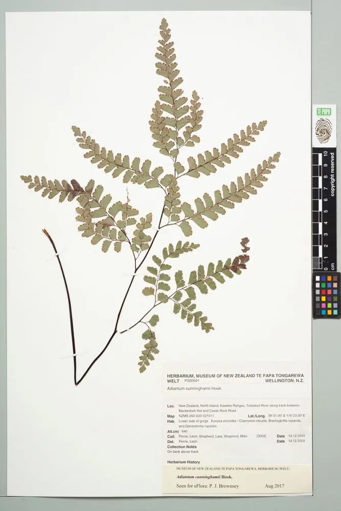Cunningham's maidenhair, Adiantum cunninghamii Hook.