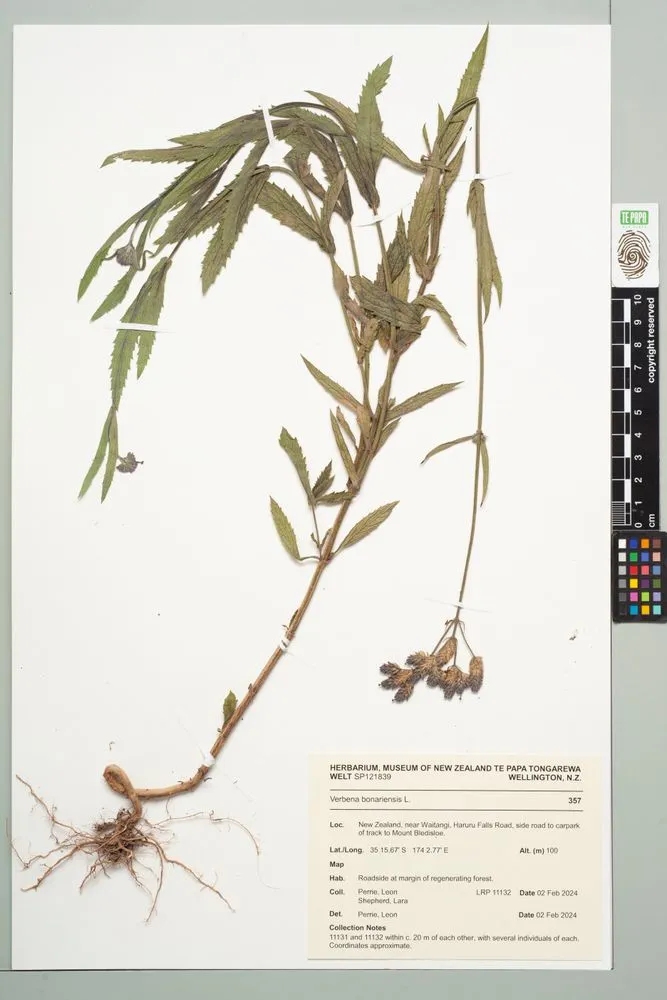 purple-top, Verbena bonariensis L.