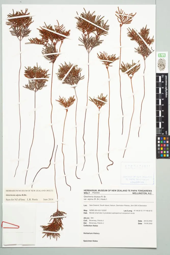 alpine tangle fern, Gleichenia alpina R.Br.
