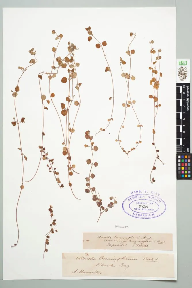 New Zealand mint, Mentha cunninghamii Benth.
