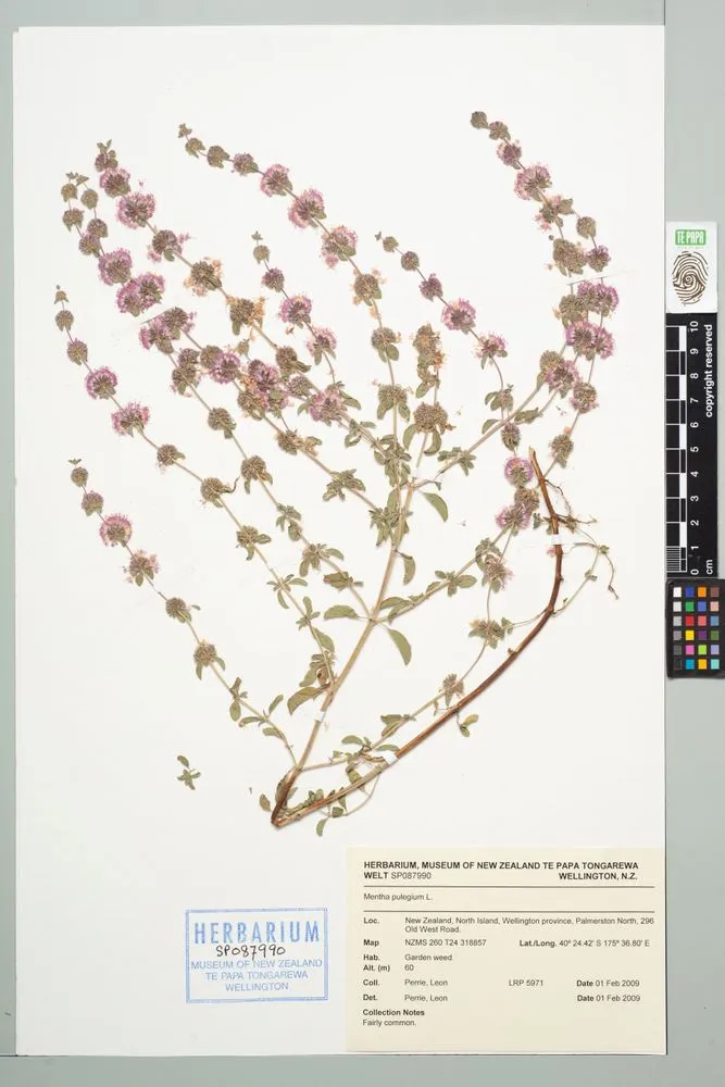 European pennyroyal mint, Mentha pulegium L.
