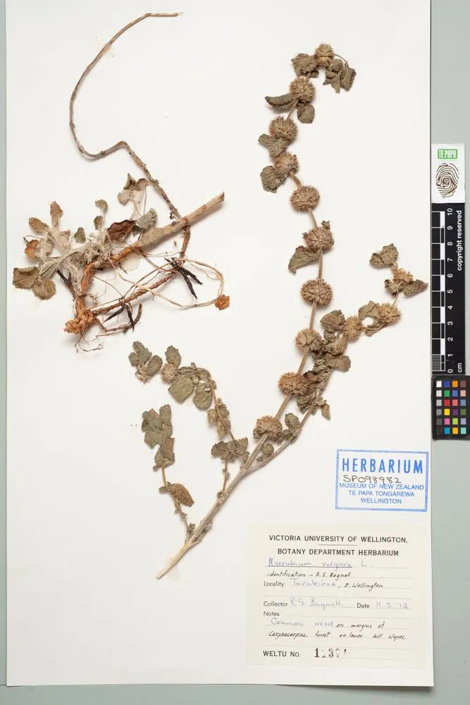 horehound, Marrubium vulgare L.
