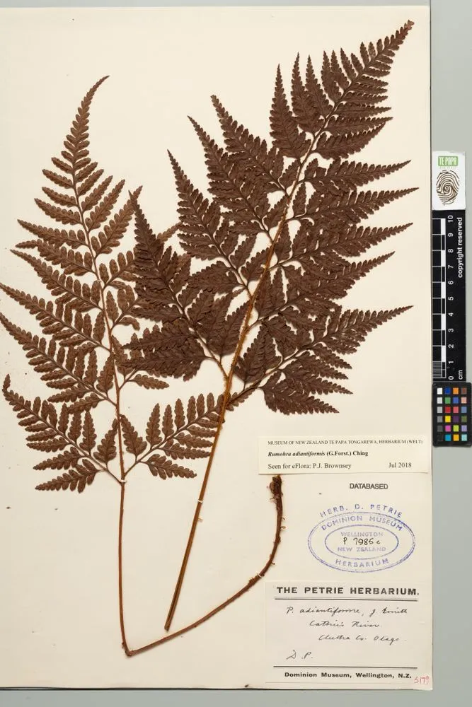 Climbing shield fern, Rumohra adiantiformis (G.Forst.) Ching
