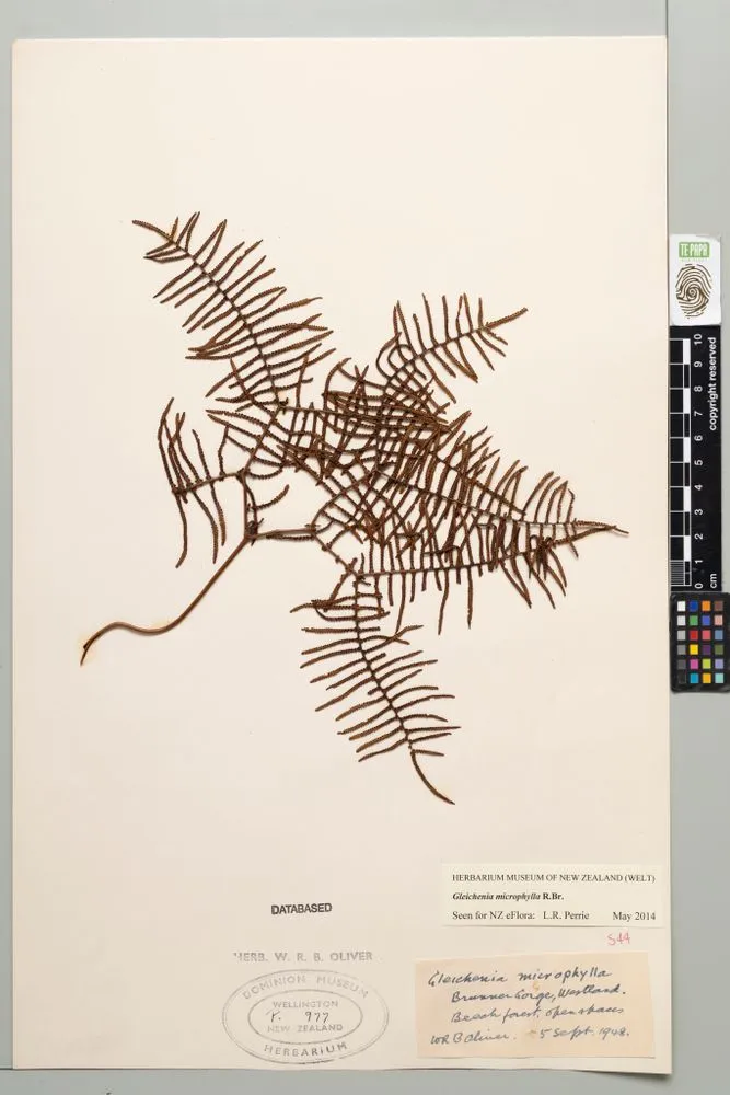 Carrier tangle, Gleichenia microphylla R.Br.