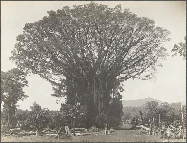 Banyan tree. From the album: Photographs of Apia, Samoa