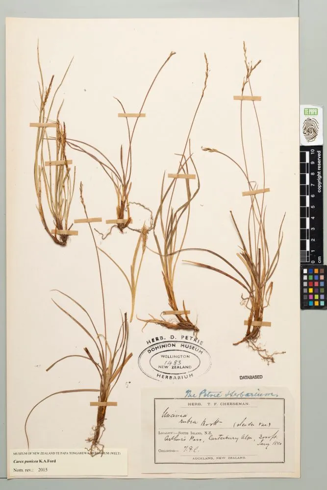 Carex punicea K.A.Ford