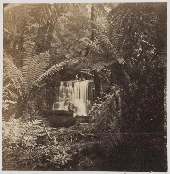 Photograph - Photograph of a fern gully and a waterfall near Hobart Town, Tasmania.