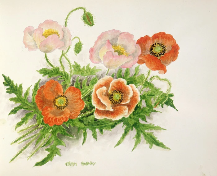 Brenkley, Hanna Eliza Jane, 1882-1972 :Field poppies. [1960-1961].