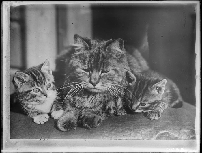 Cat and kittens, probably Christchurch district