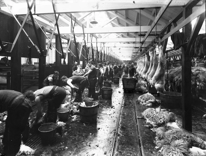 Processing sheep carcasses, Christchurch Meat Company