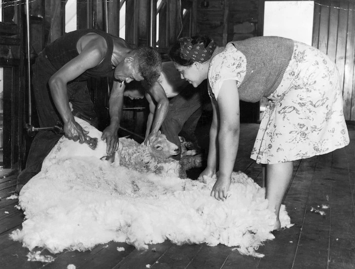 Shearers at work