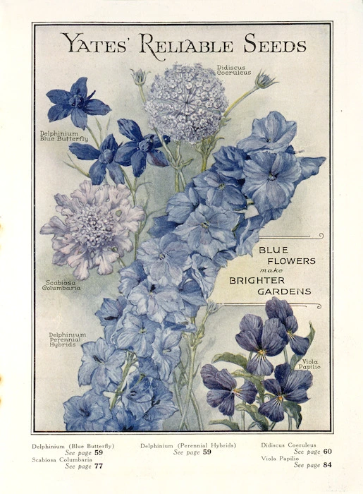 Arthur Yates & Co. Ltd, Auckland :Yates' reliable seeds; blue flowers make brighter gardens. [Delphiniums, viola, scabiosa, didiscus]. Page [71. 1931].