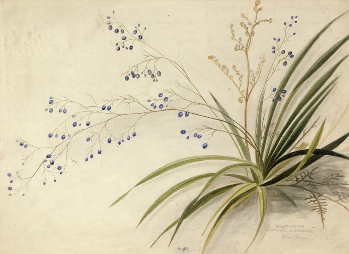Harris, Emily Cumming, 1837?-1925 :Dianella intermedia. Blue berry. [1890s?]